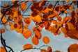 autumn-leaves-orange